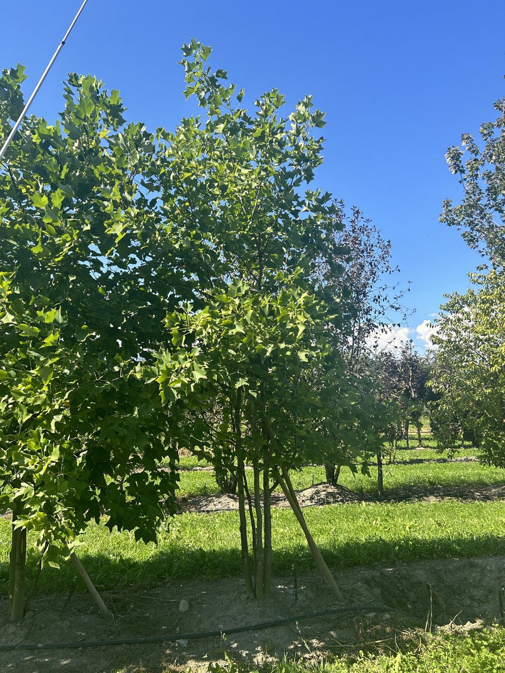 Liriodendron tulipifera