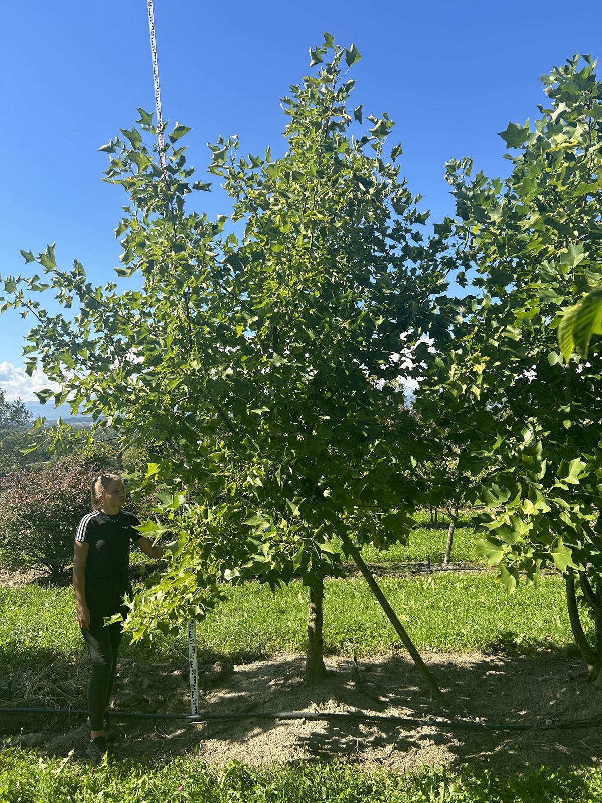 Liriodendron tulipifera