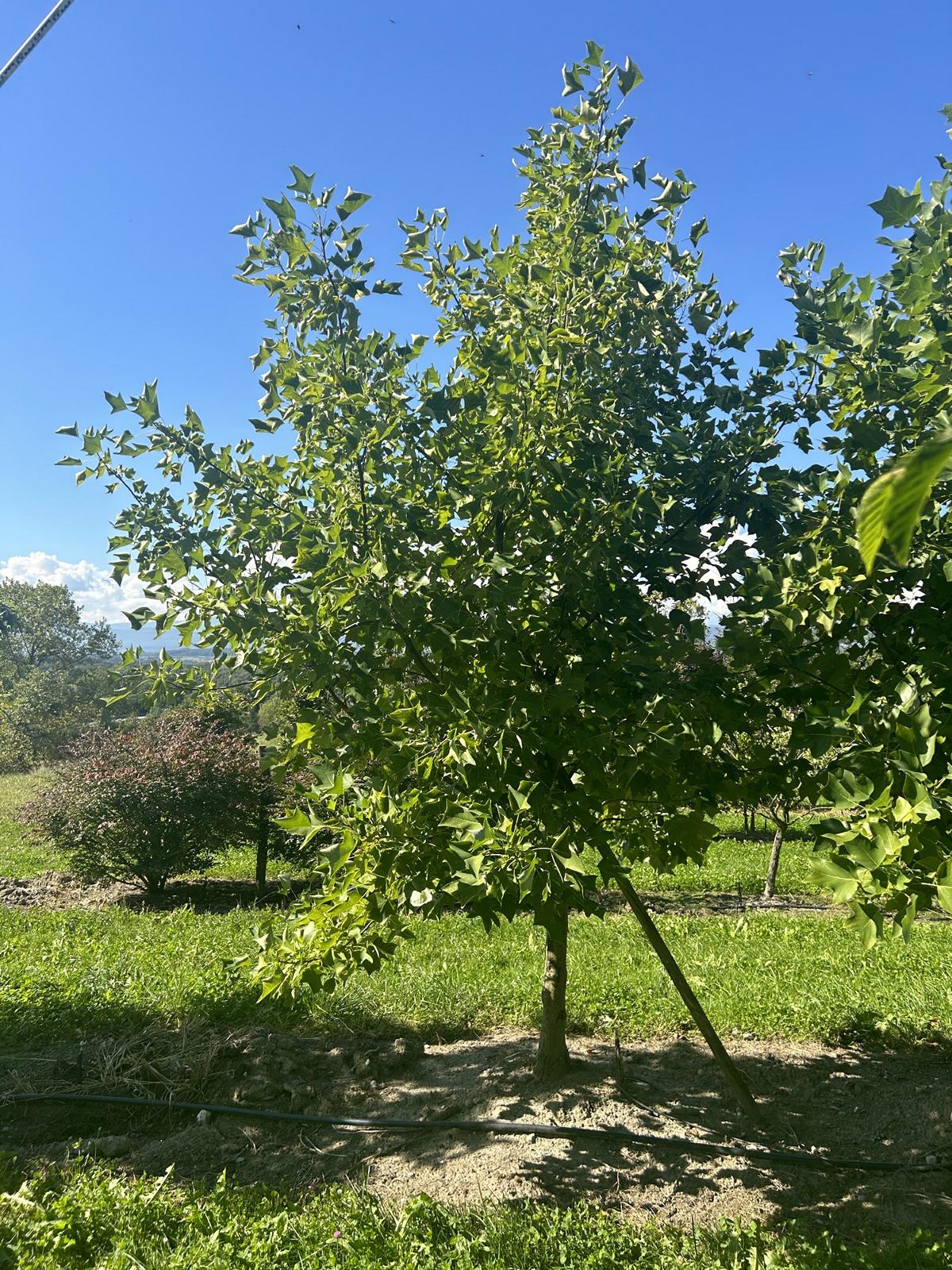 Liriodendron tulipifera