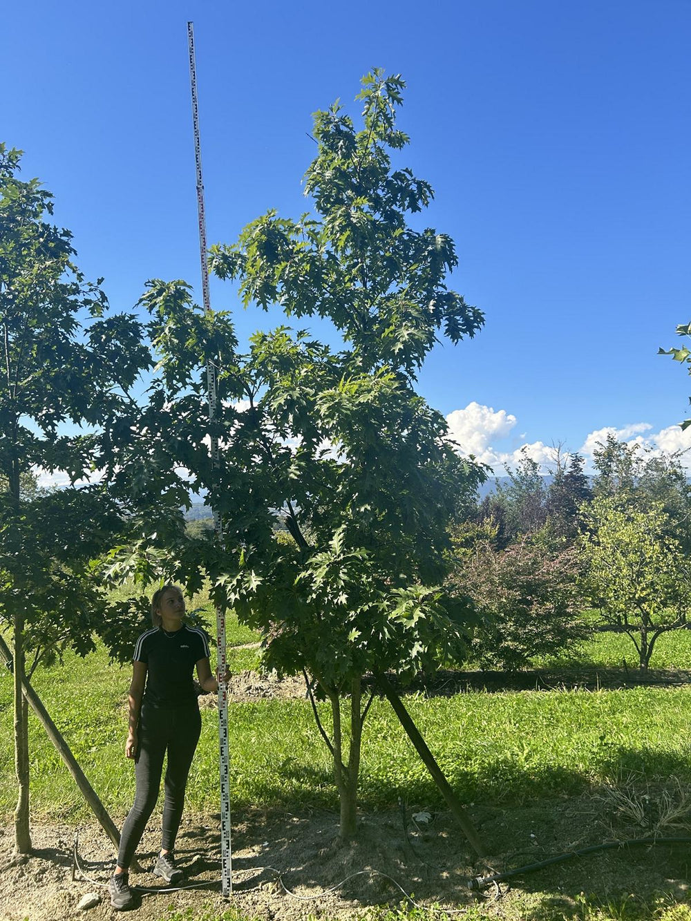 Quercus rubra