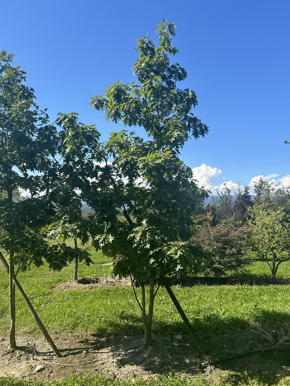 Quercus rubra