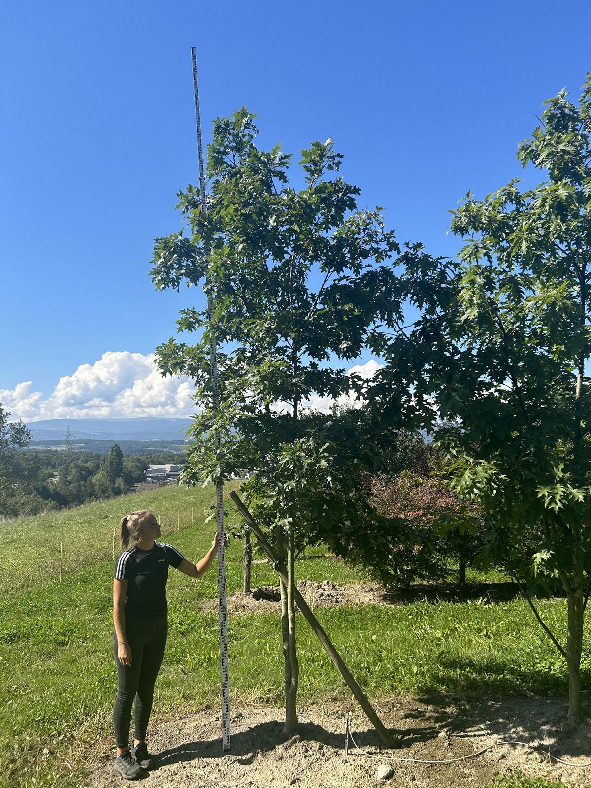 Quercus rubra