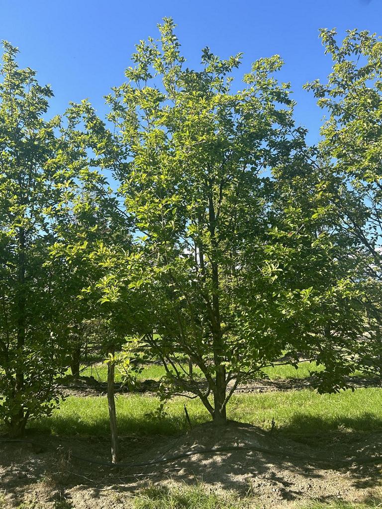 Magnolia kobus
