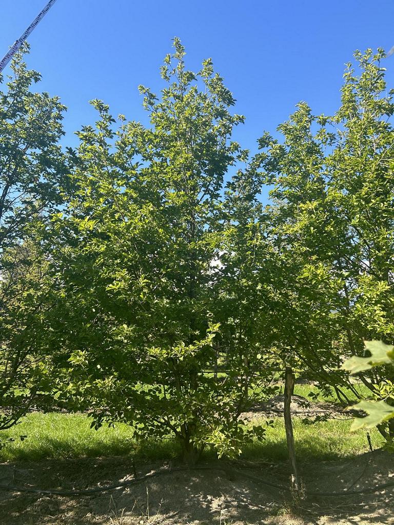 Magnolia kobus