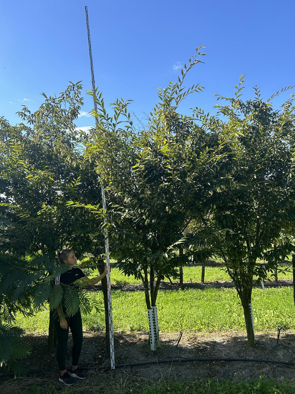 Carpinus japonica