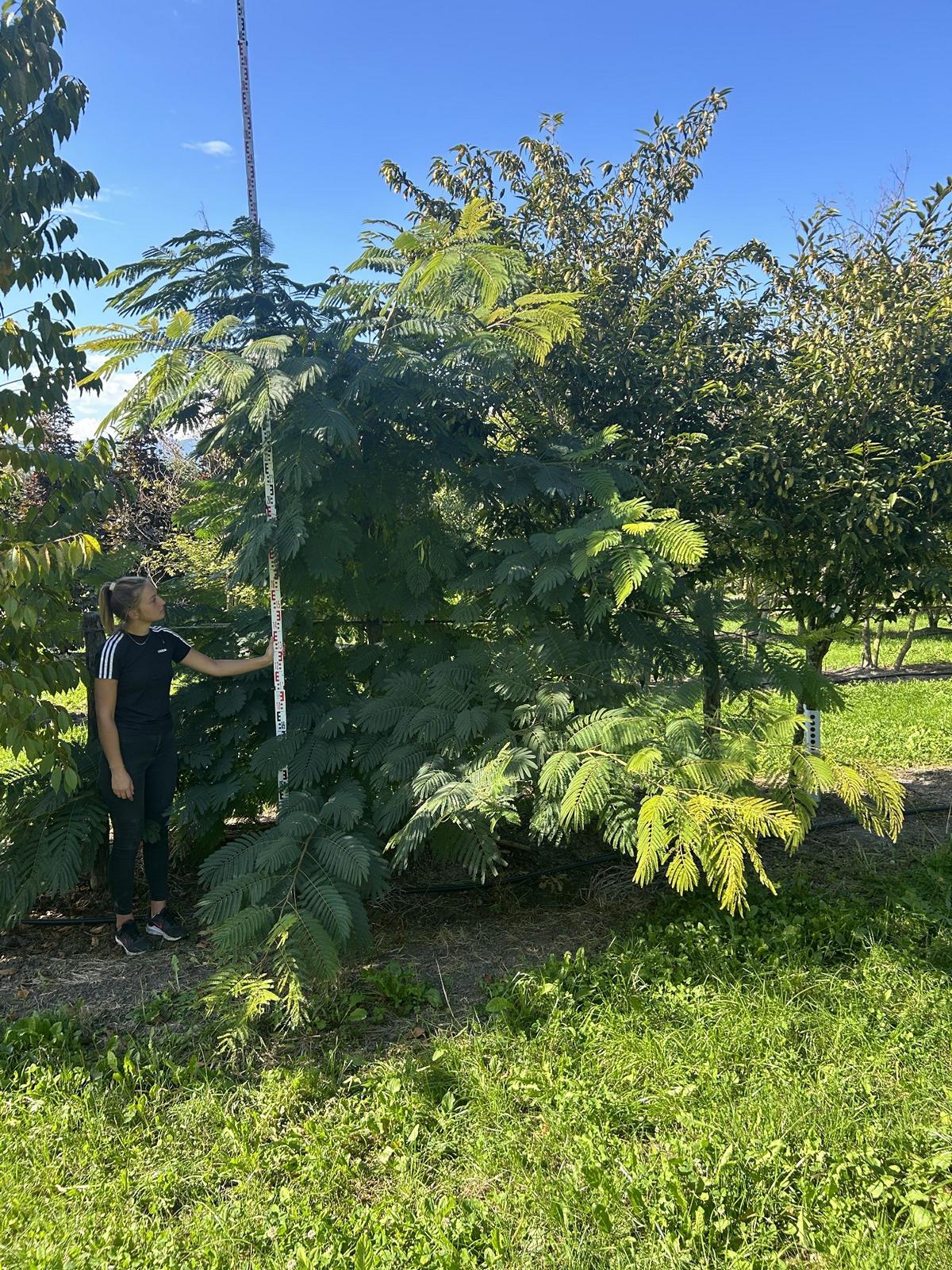 Albizia julibrissin