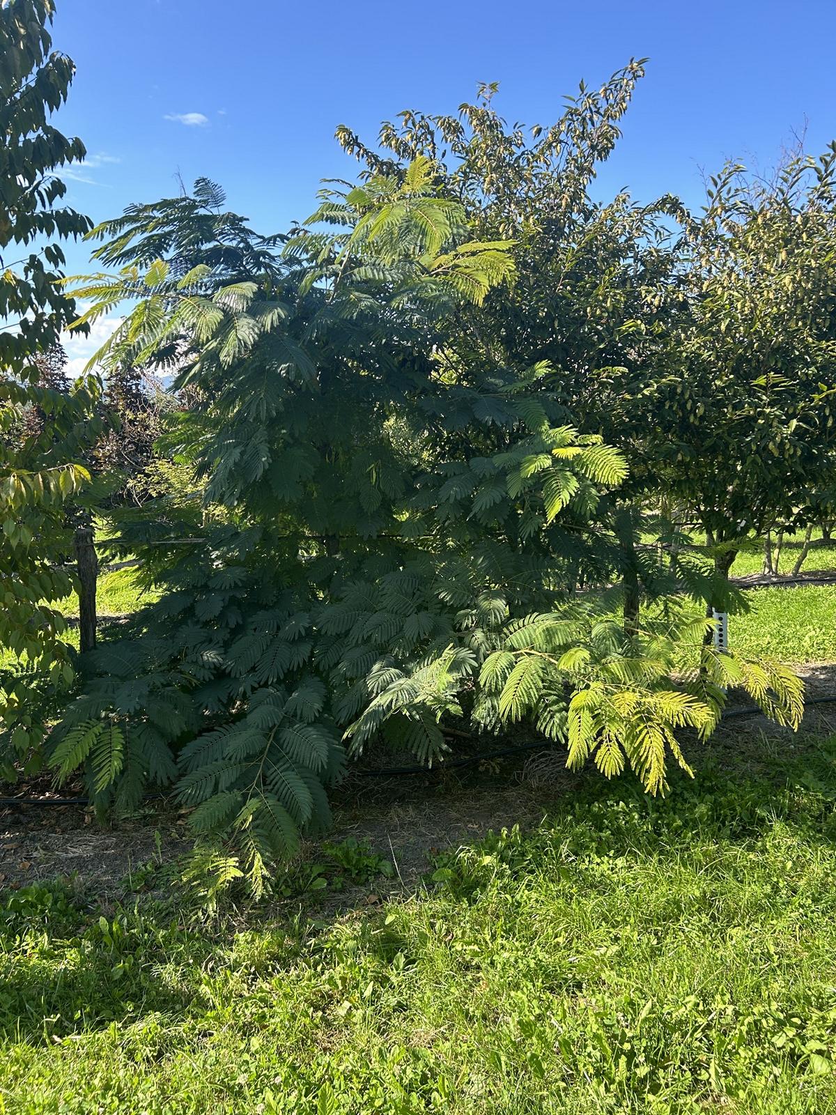 Albizia julibrissin