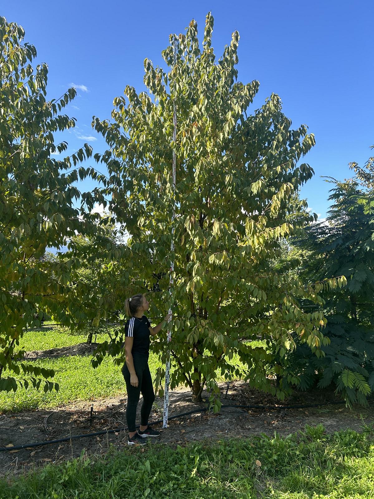 Prunus maackii 'Amber Beauty'