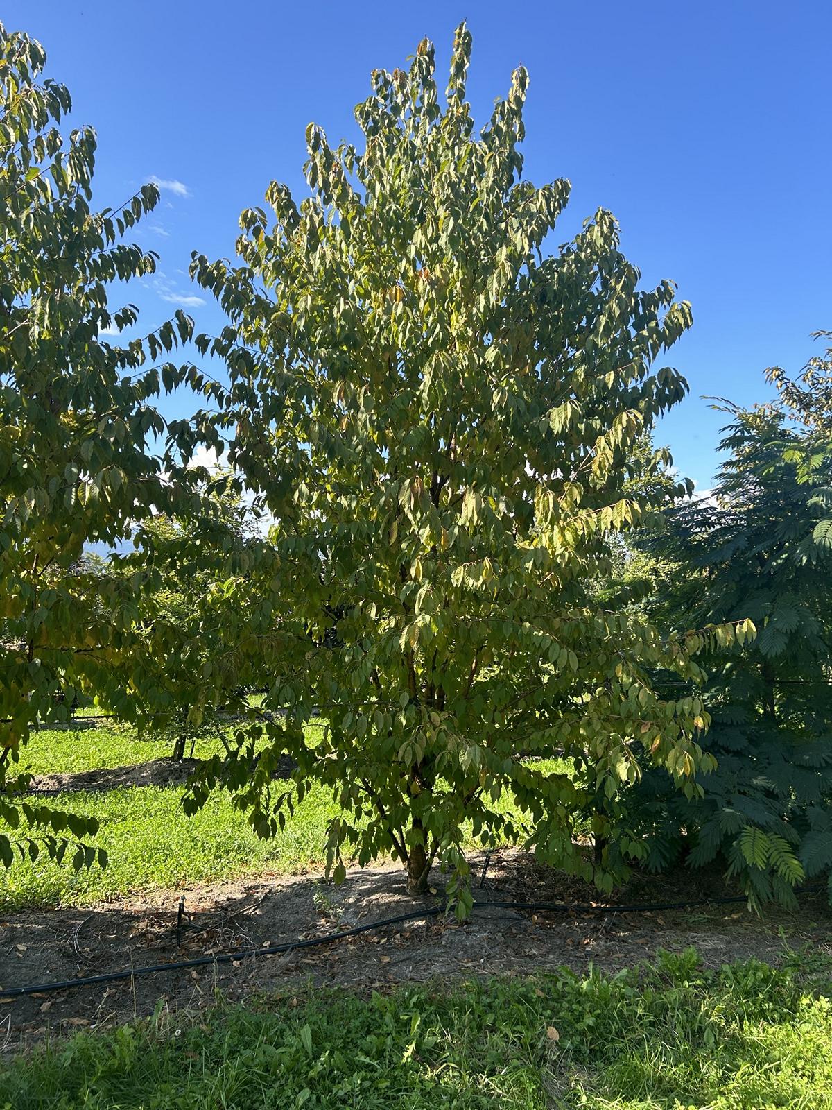 Prunus maackii 'Amber Beauty'