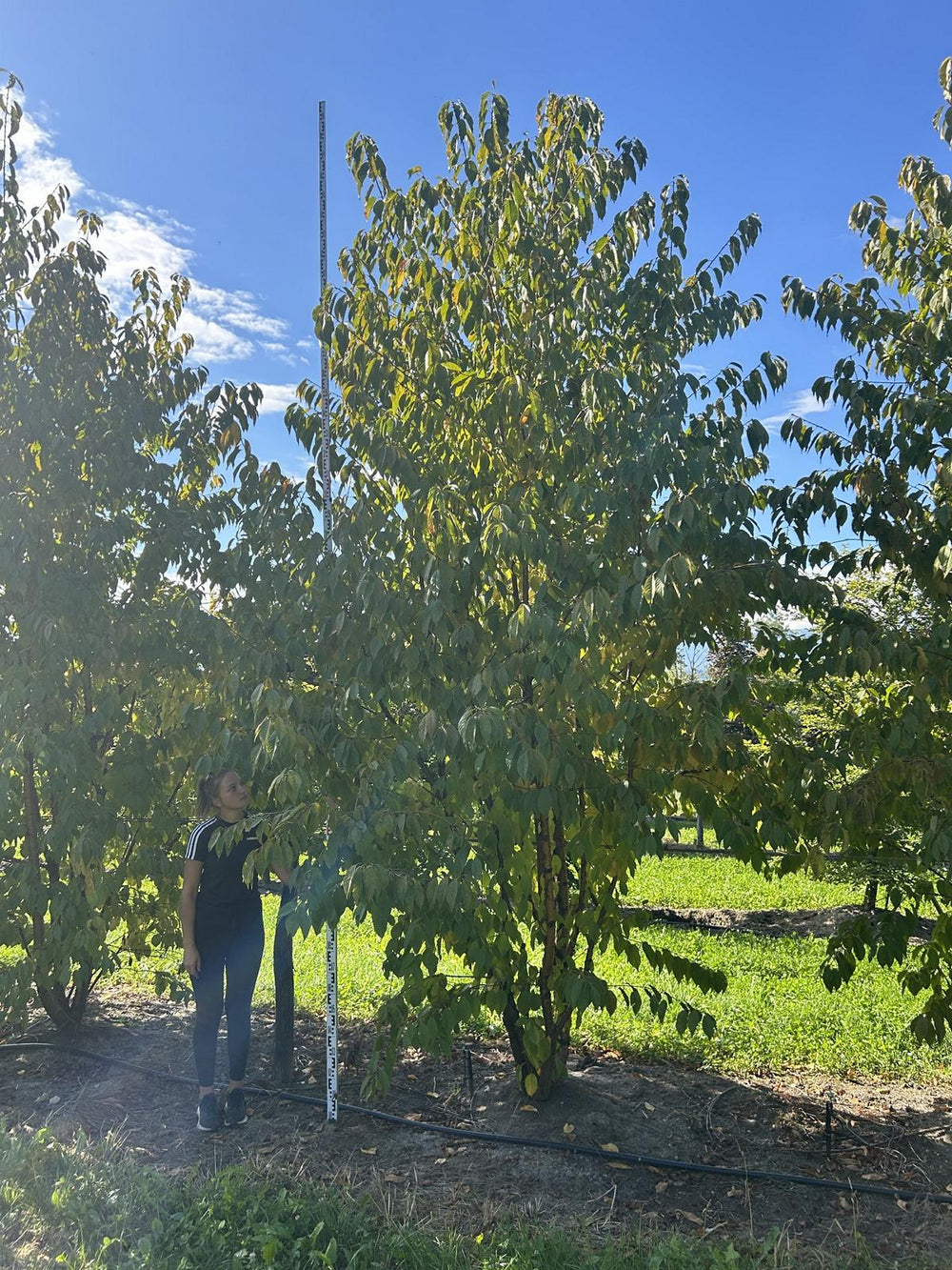 Prunus maackii 'Amber Beauty'