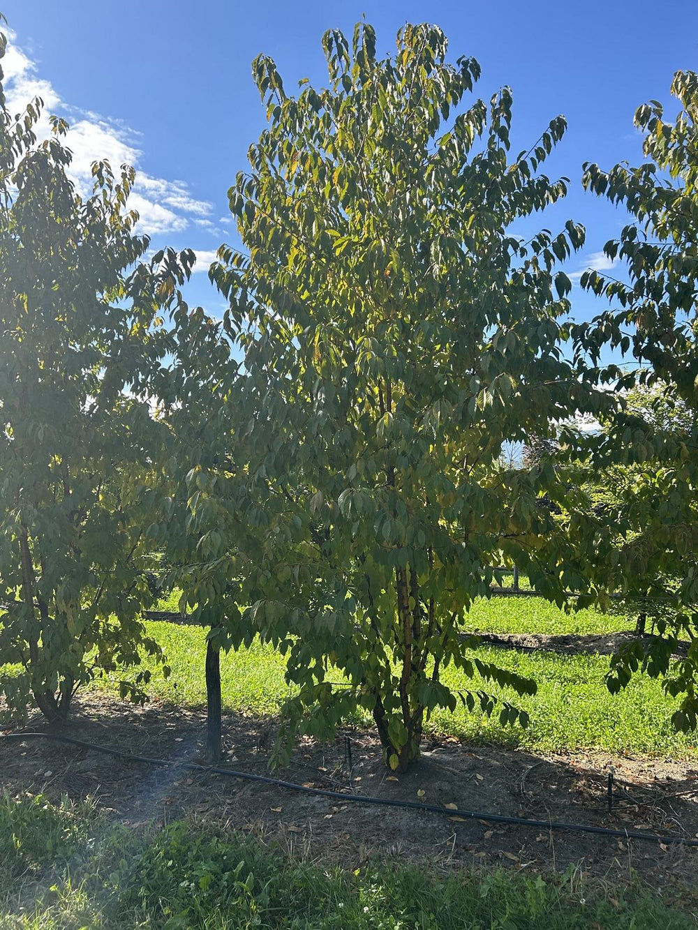 Prunus maackii 'Amber Beauty'