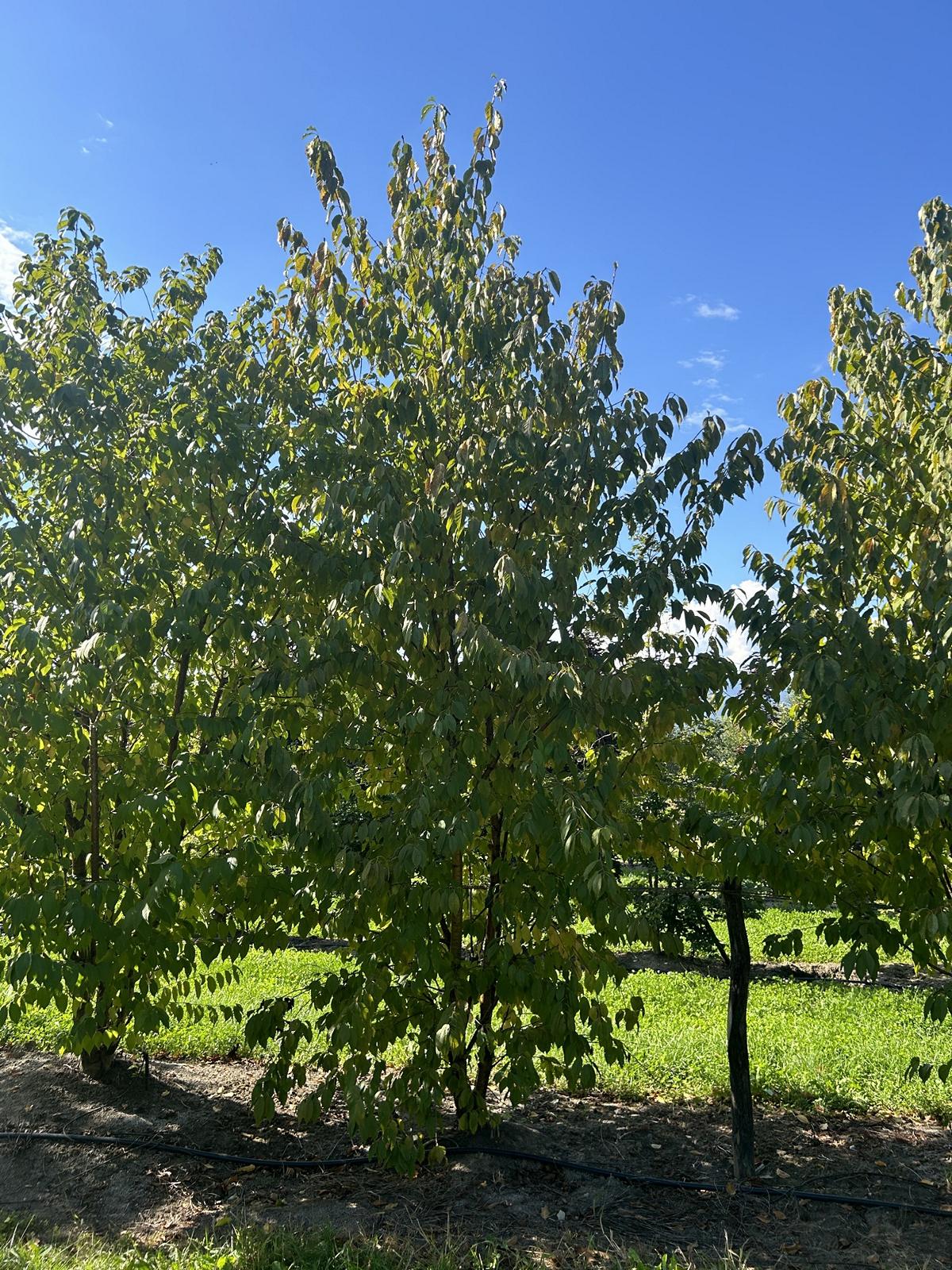 Prunus maackii 'Amber Beauty'