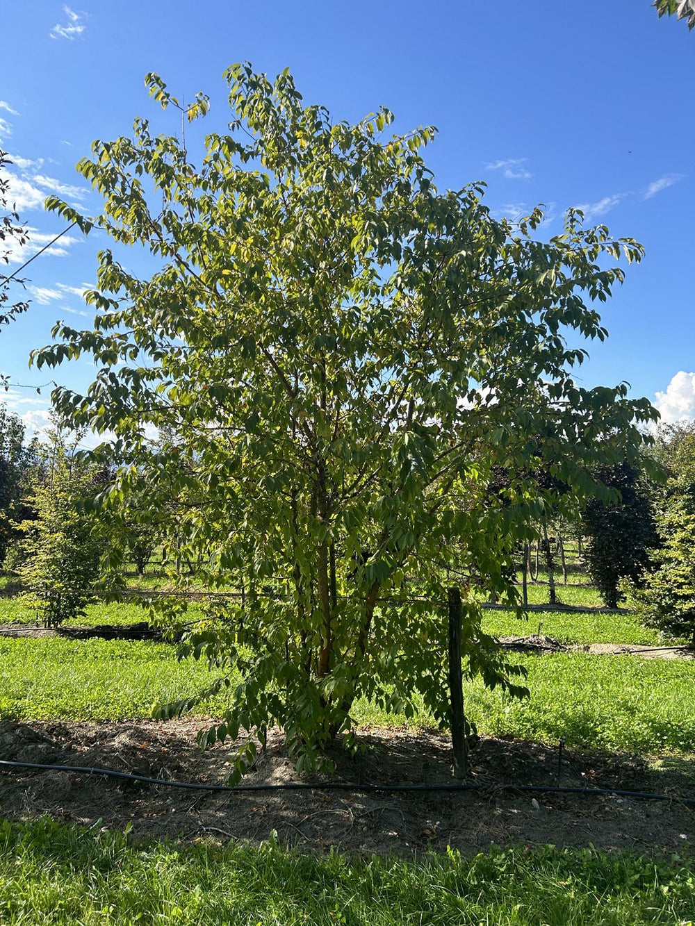 Prunus maackii 'Amber Beauty'