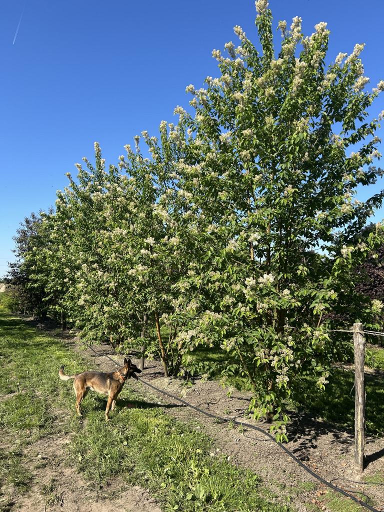 Prunus maackii 'Amber Beauty'