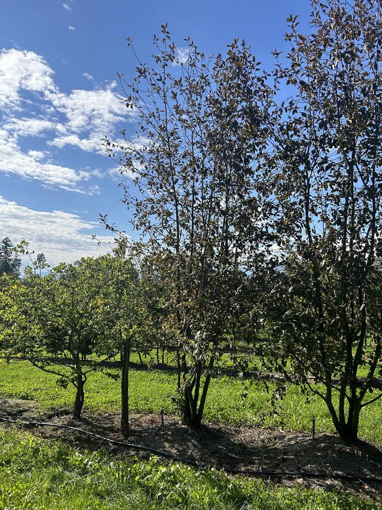 Prunus padus 'Colorata'