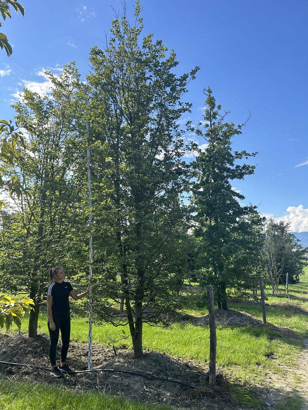 Fagus sylvatica