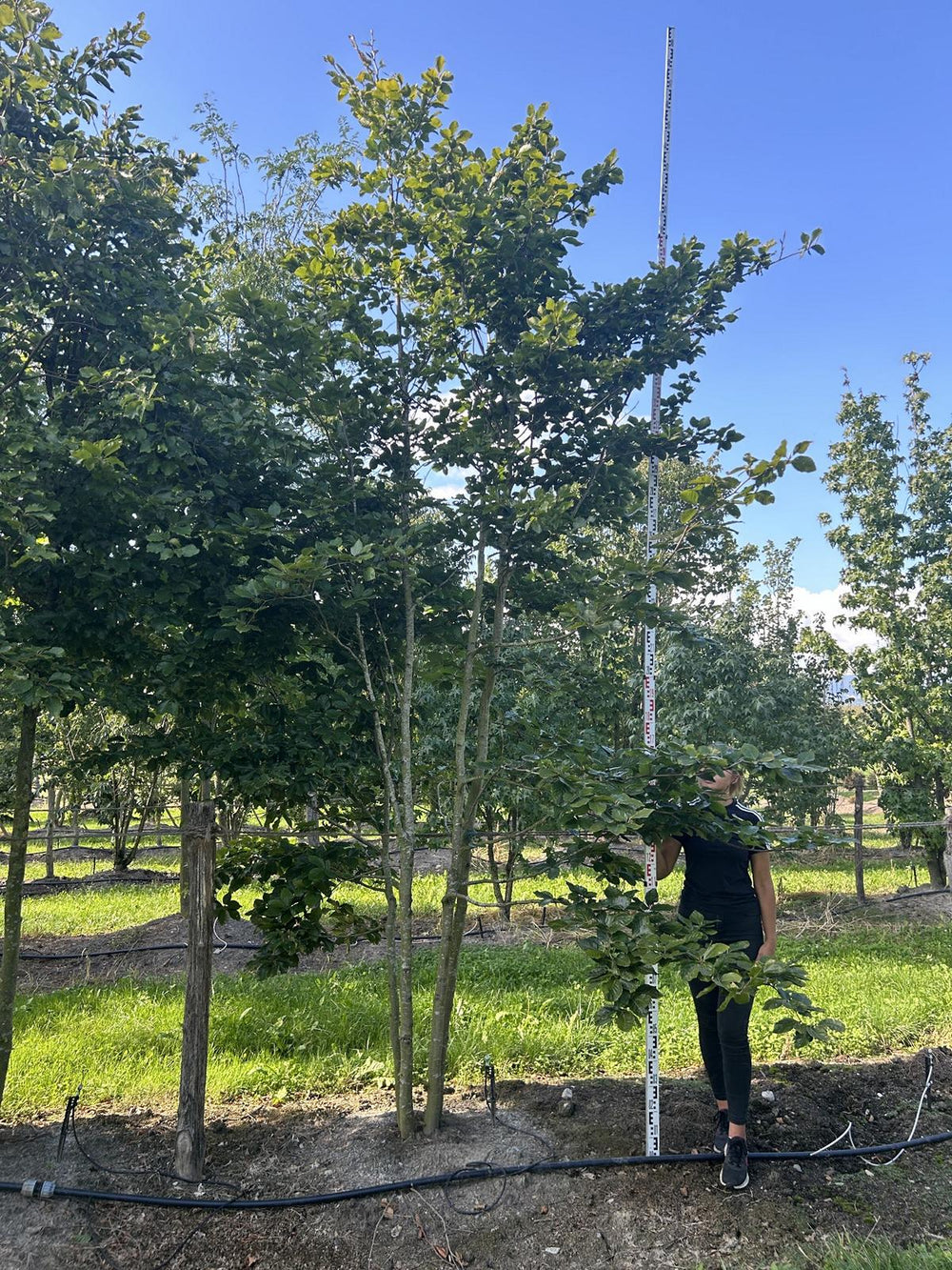 Fagus sylvatica