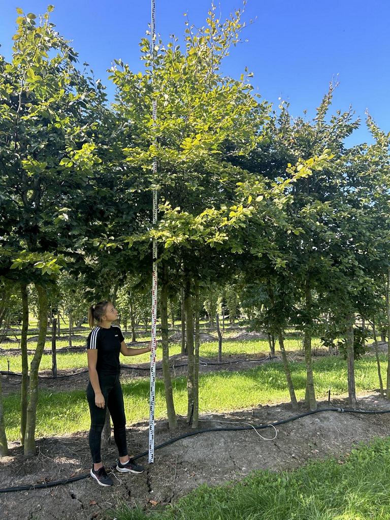 Fagus sylvatica
