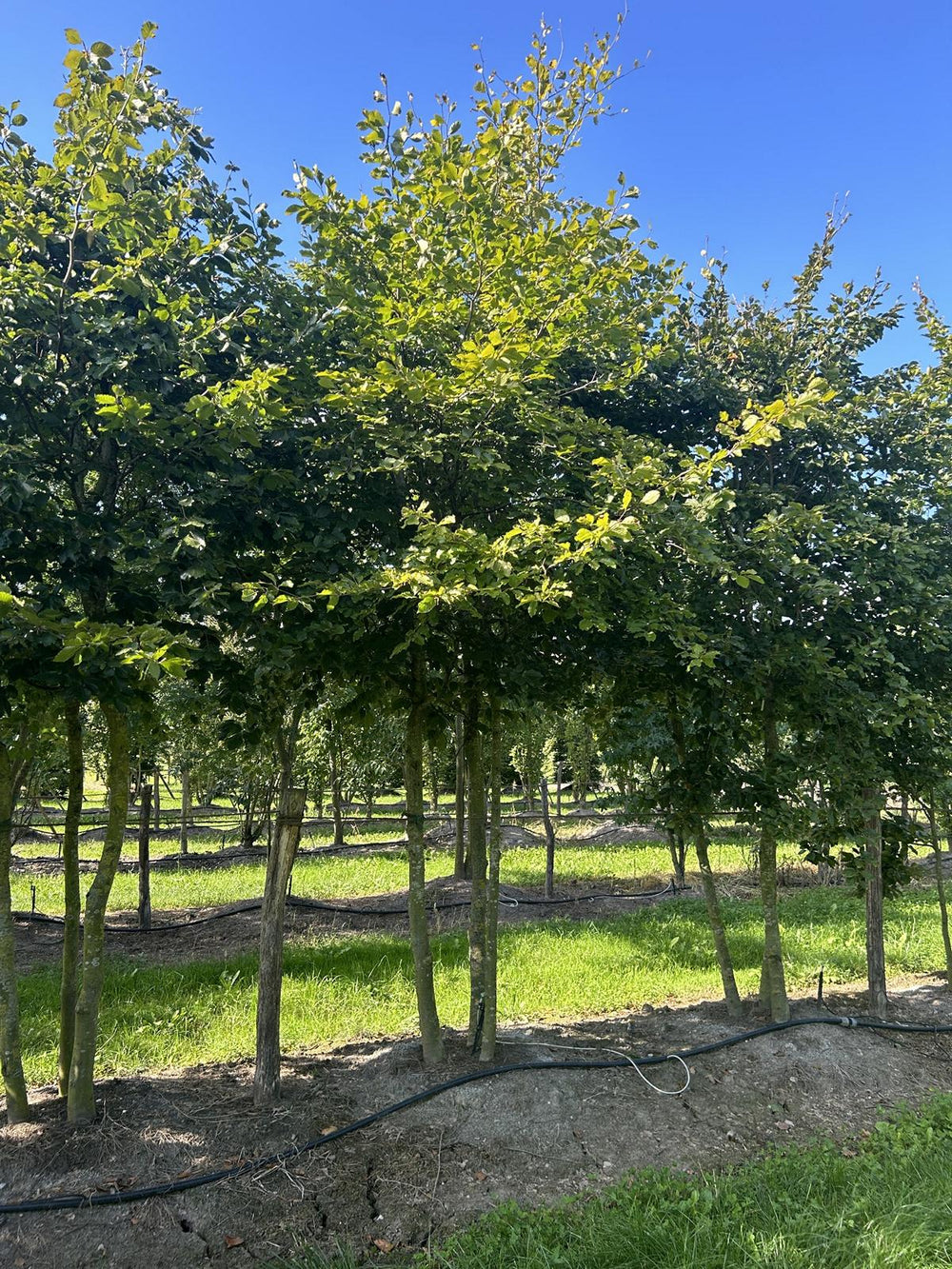 Fagus sylvatica