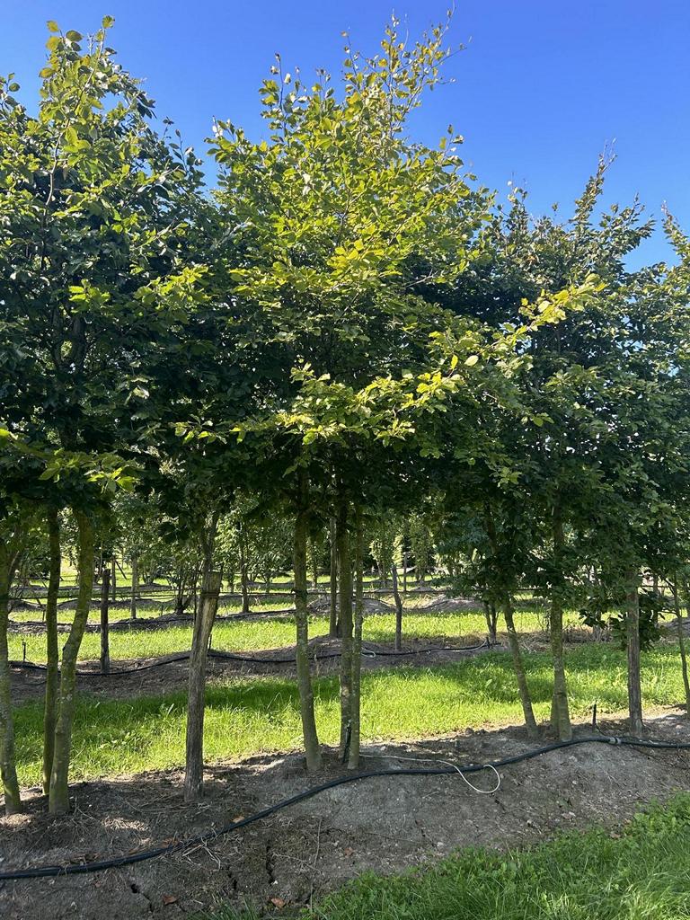 Fagus sylvatica