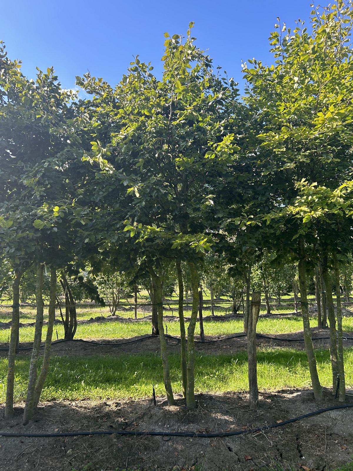 Fagus sylvatica