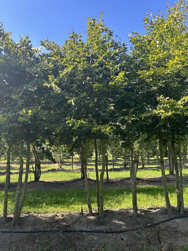 Fagus sylvatica