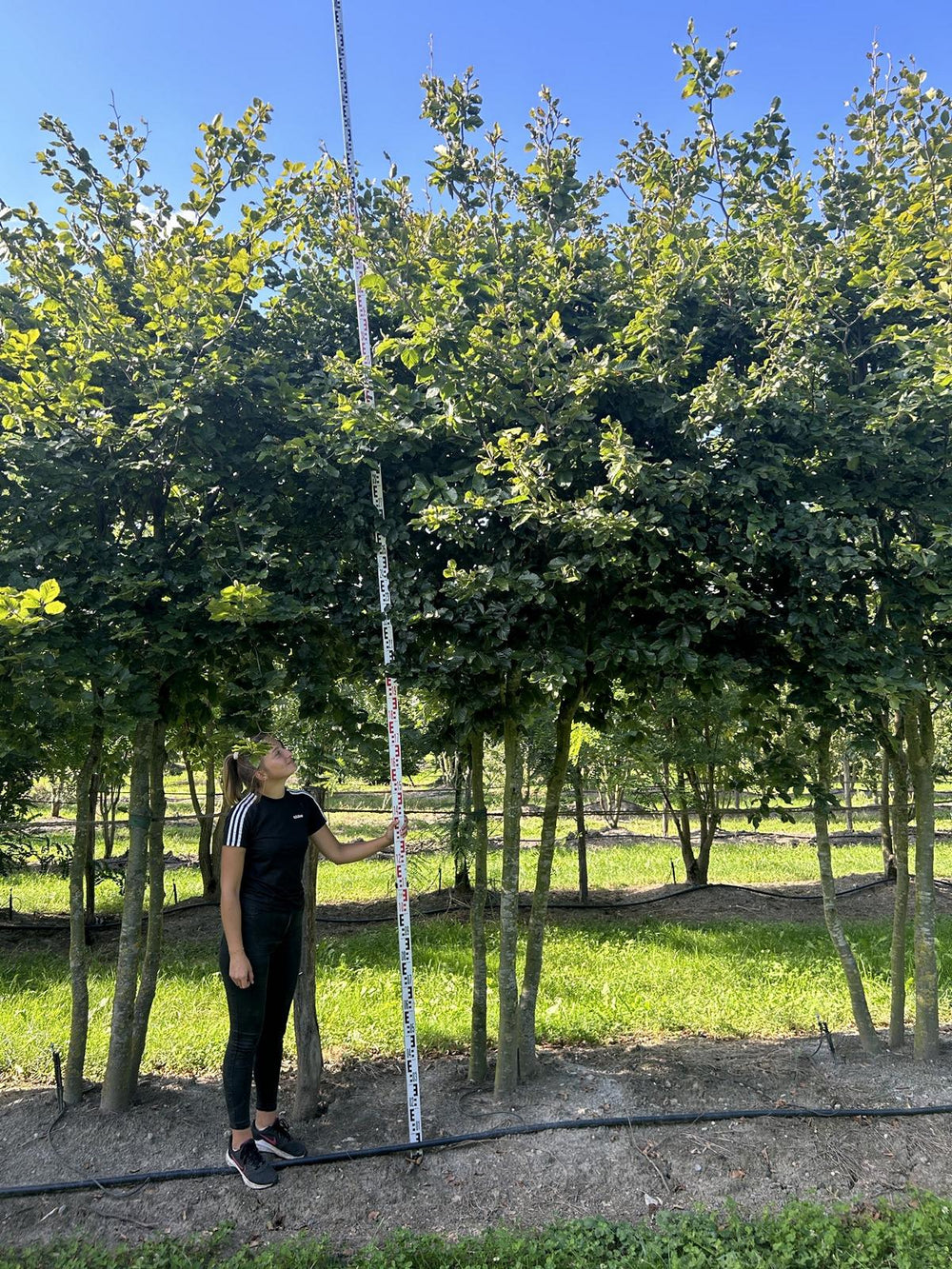 Fagus sylvatica