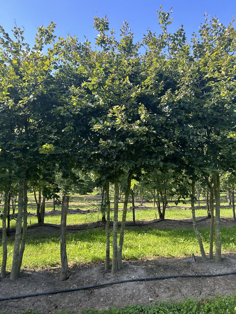 Fagus sylvatica