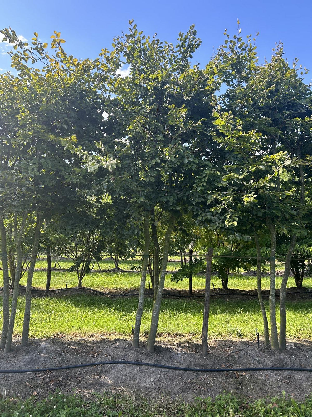 Fagus sylvatica