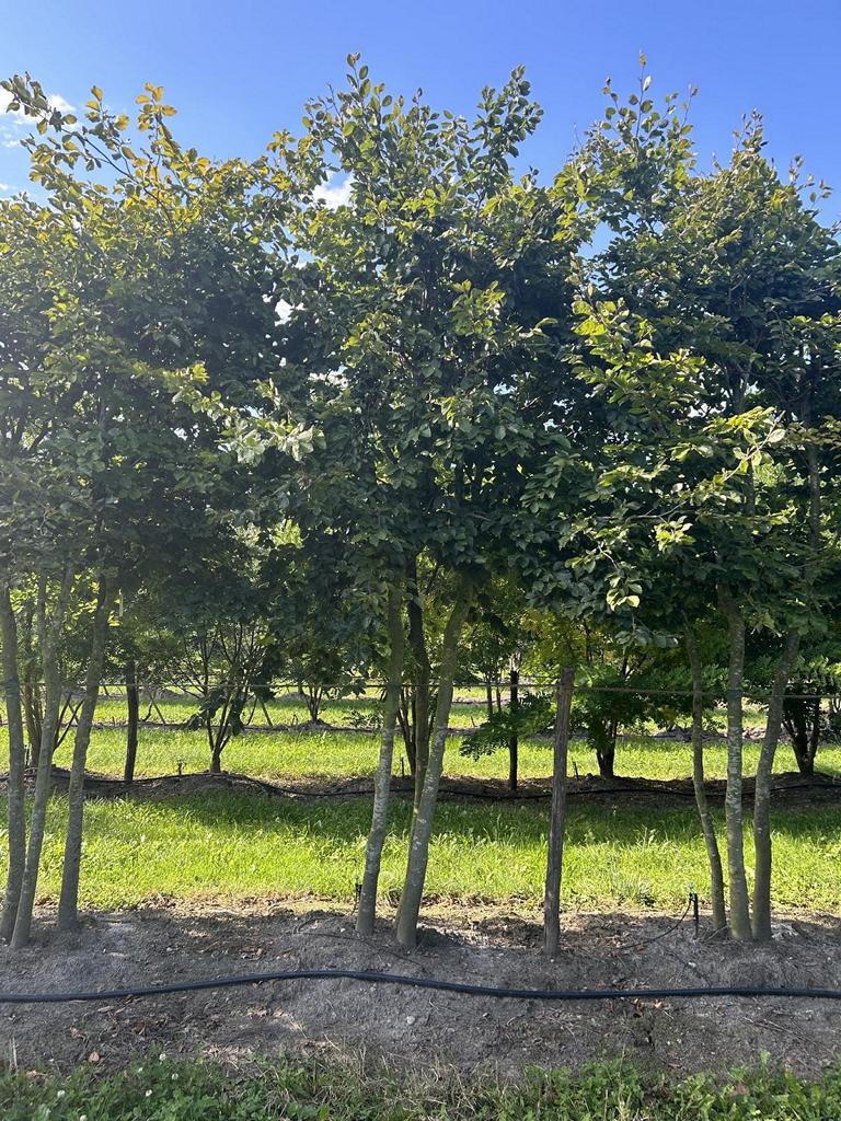 Fagus sylvatica