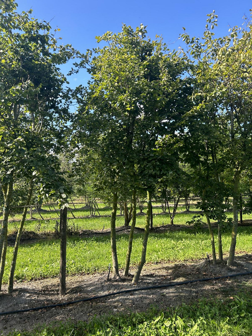 Fagus sylvatica