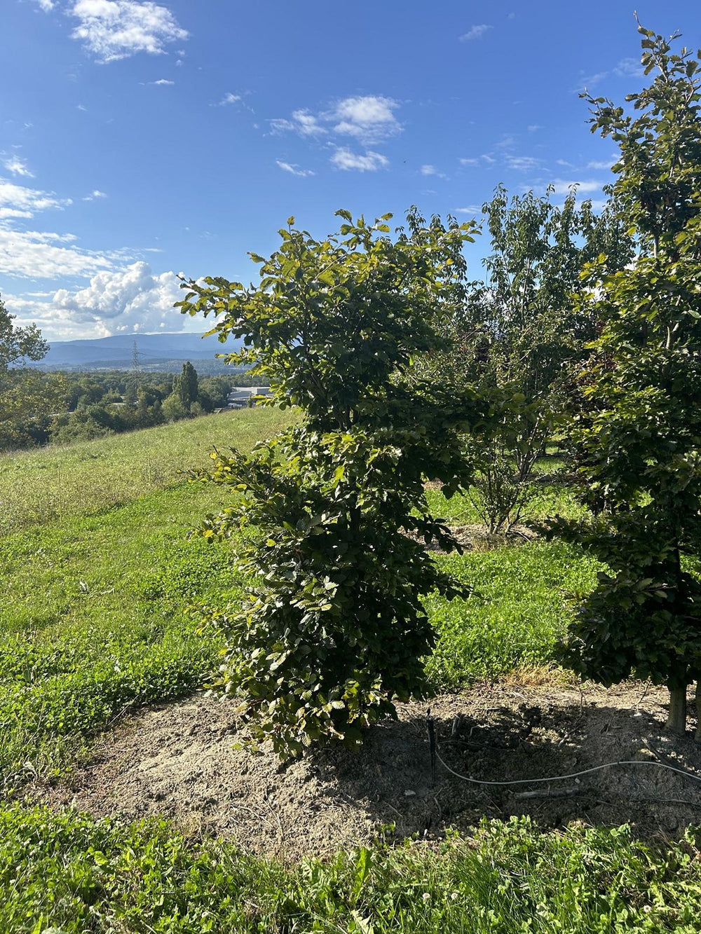 Fagus sylvatica