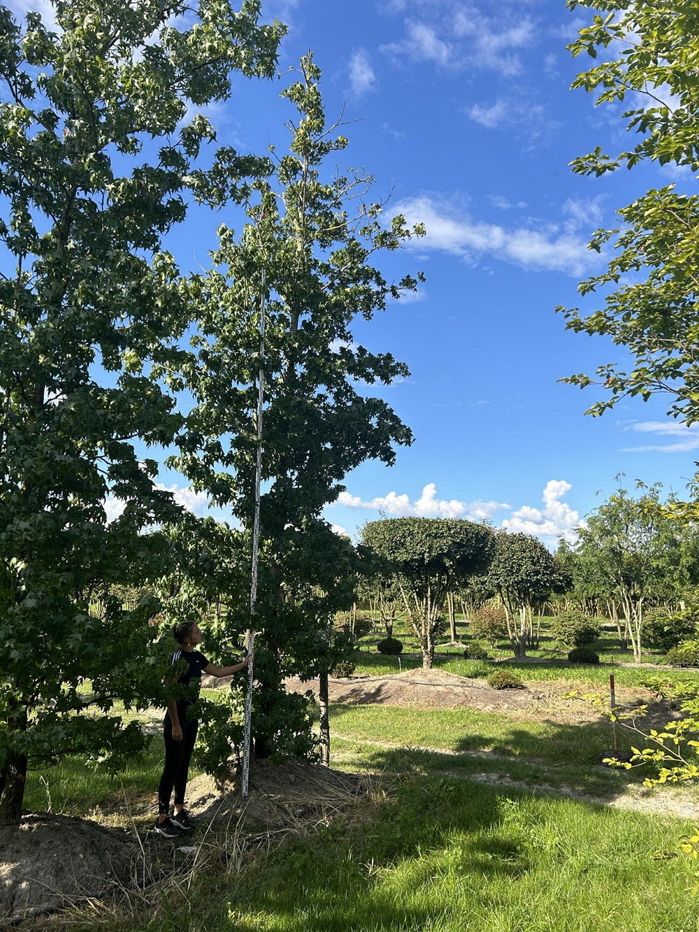 Liquidambar styraciflua