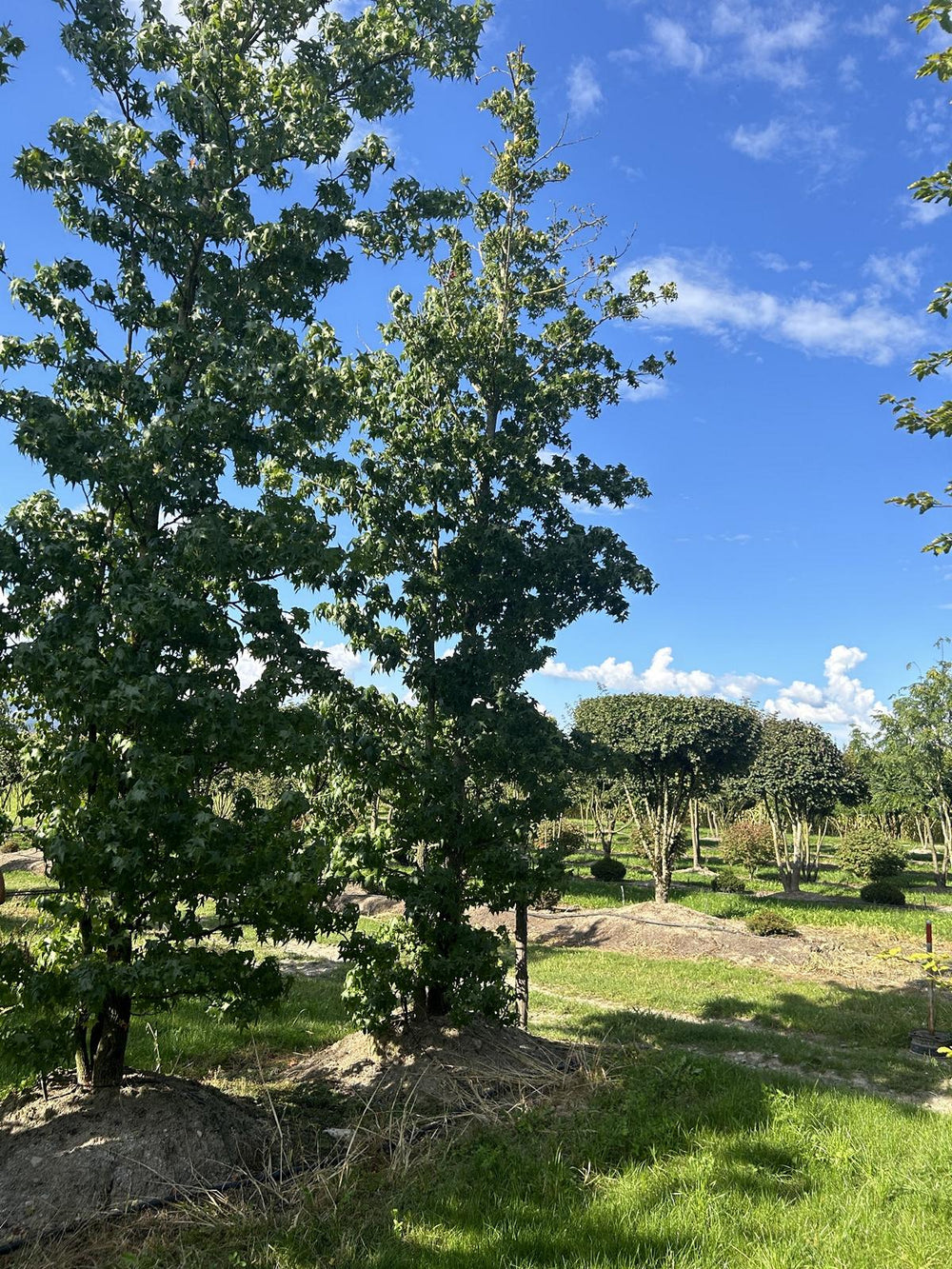 Liquidambar styraciflua