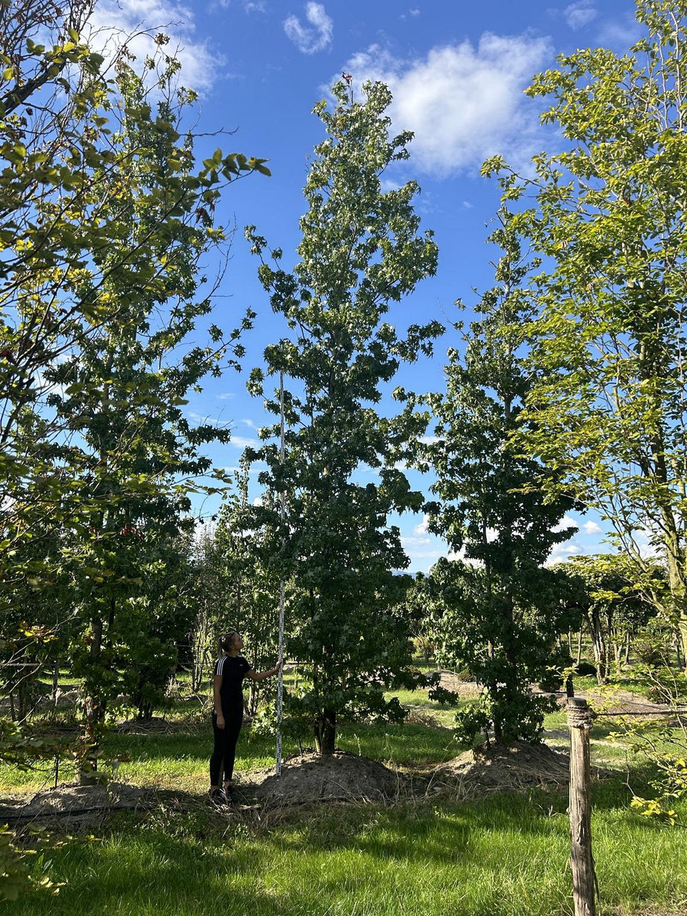 Liquidambar styraciflua