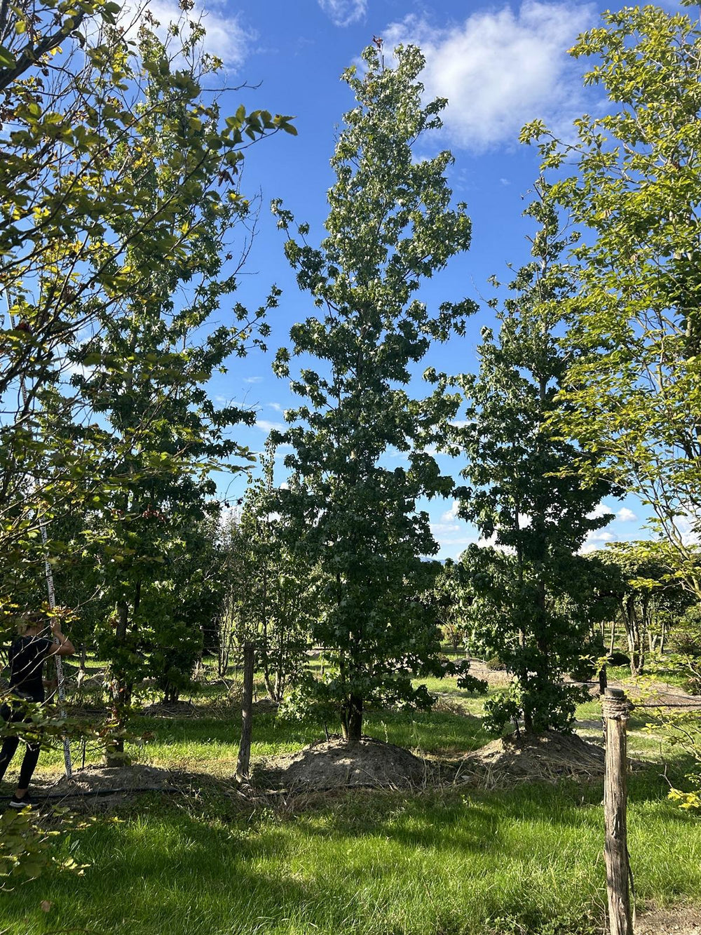 Liquidambar styraciflua