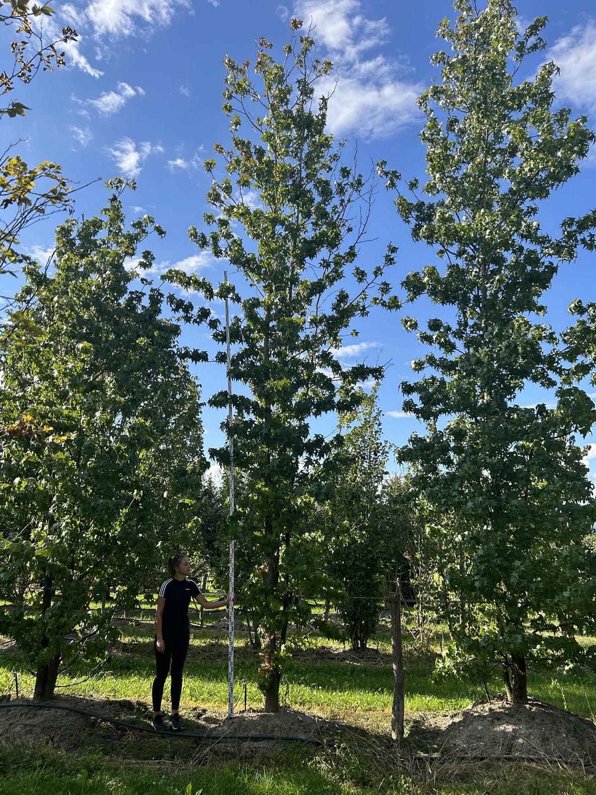 Liquidambar styraciflua