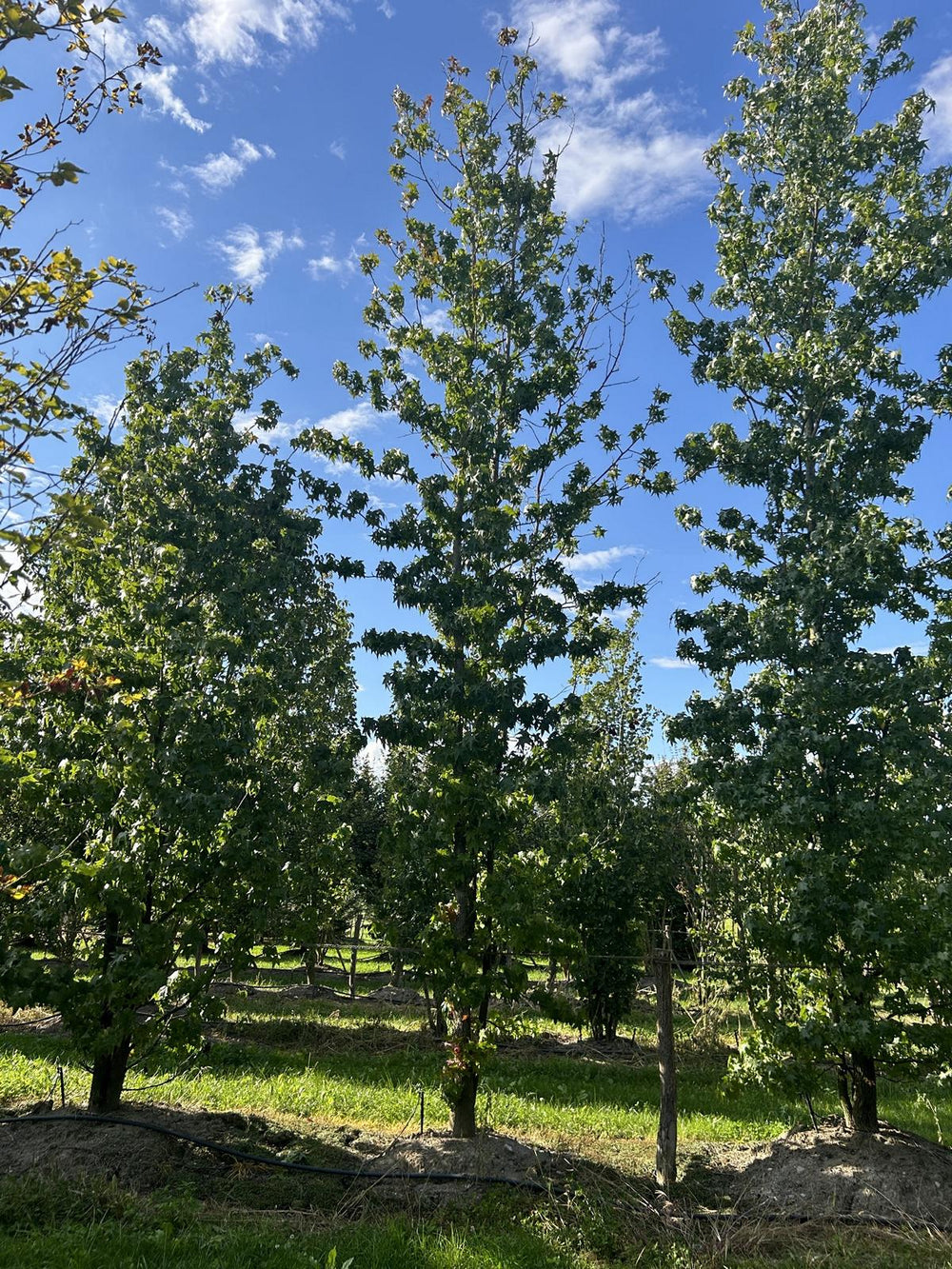 Liquidambar styraciflua