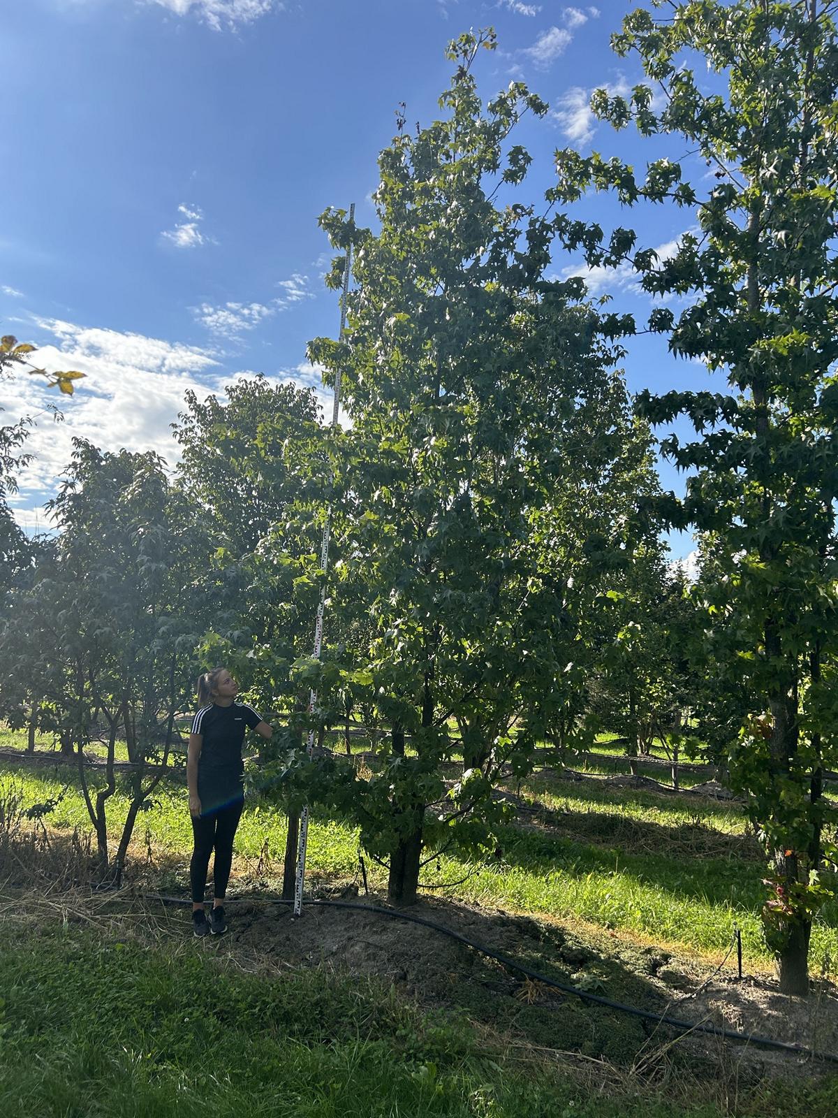 Liquidambar styraciflua