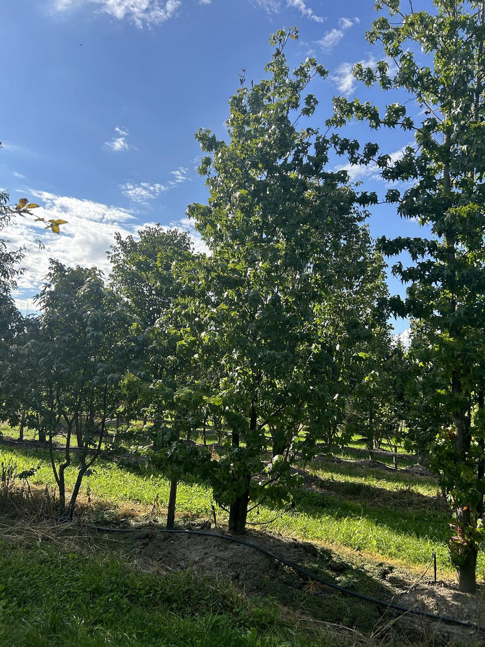 Liquidambar styraciflua