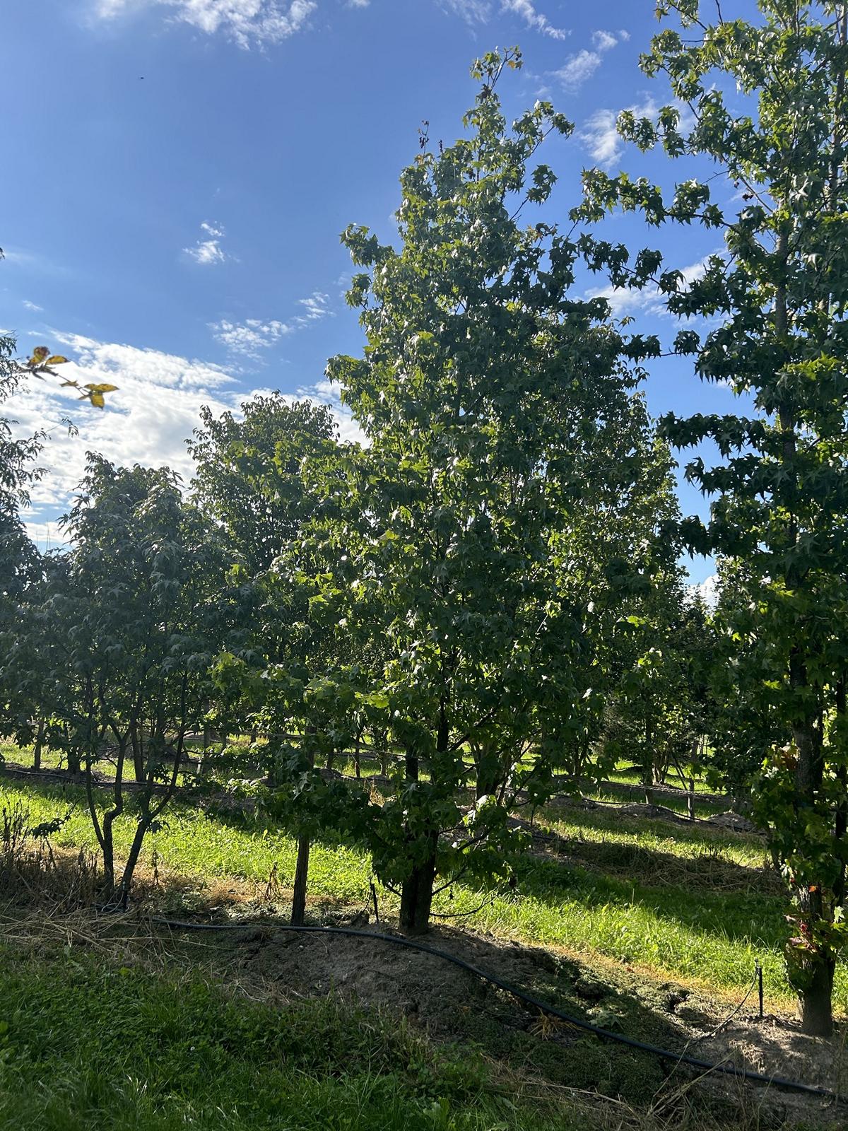 Liquidambar styraciflua