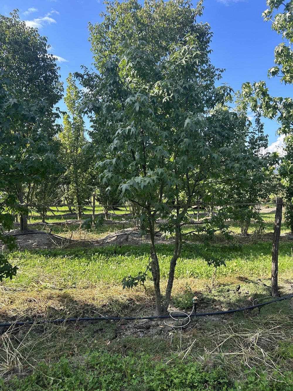 Liquidambar styraciflua