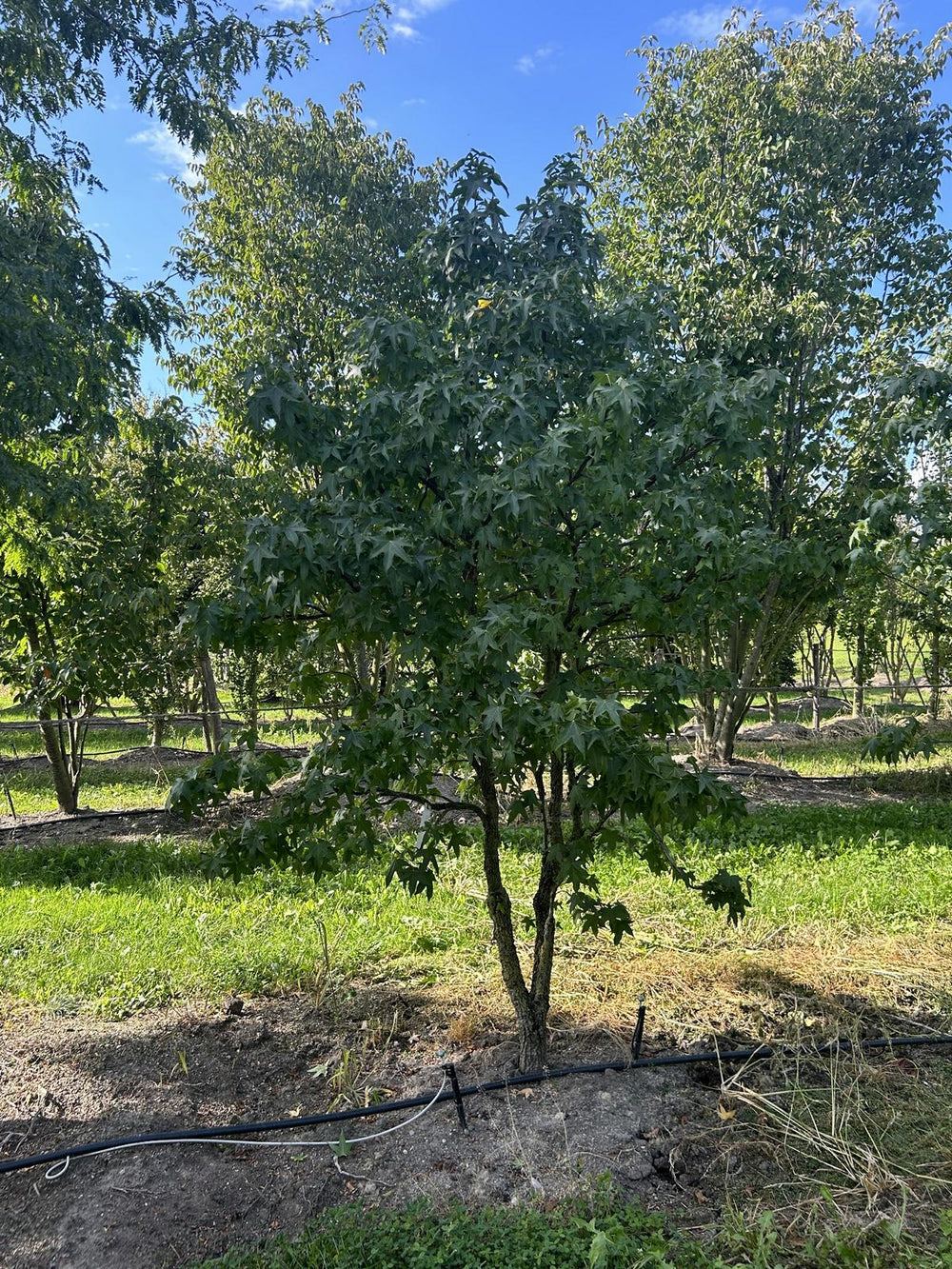 Liquidambar styraciflua