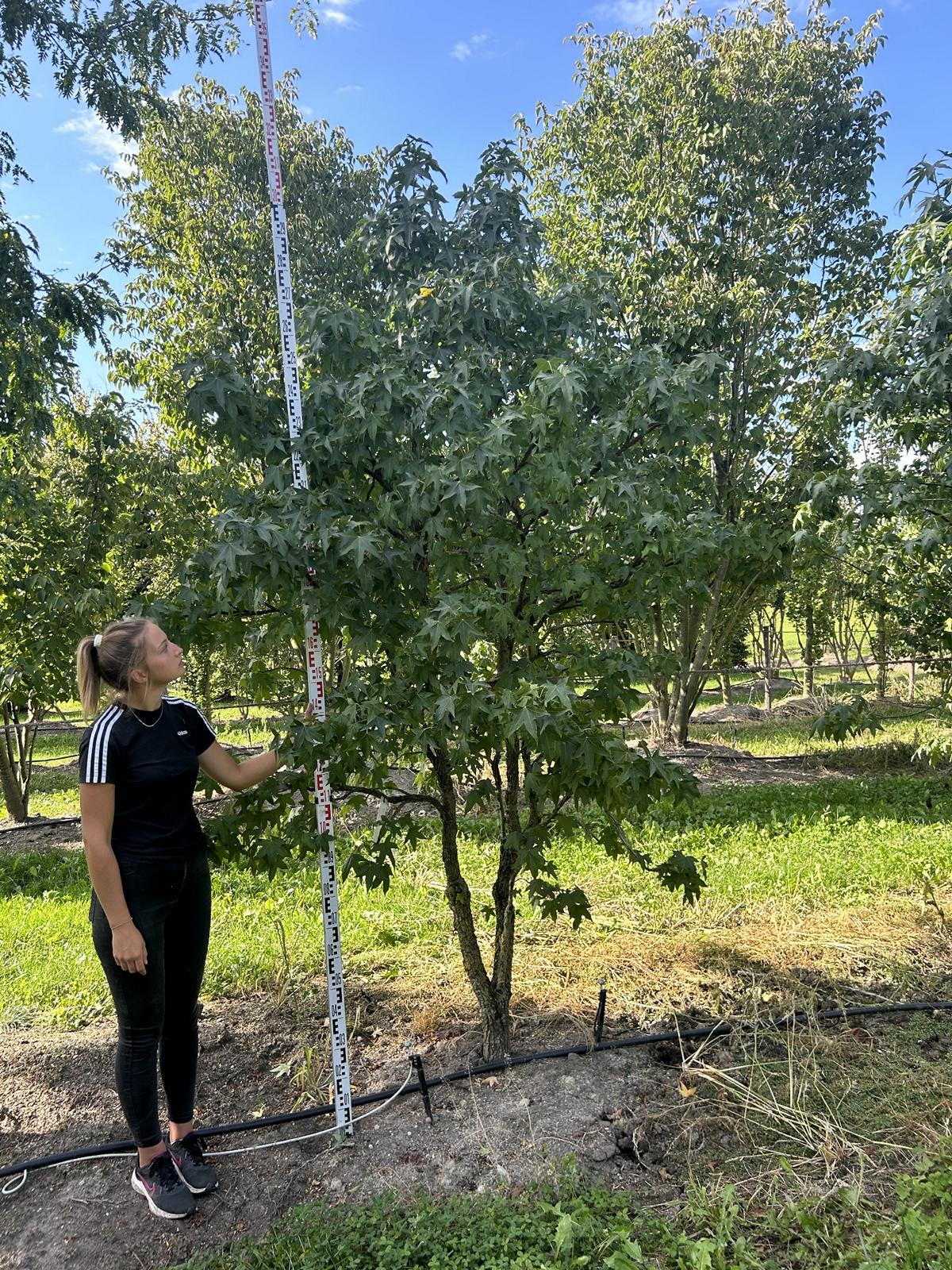 Liquidambar styraciflua