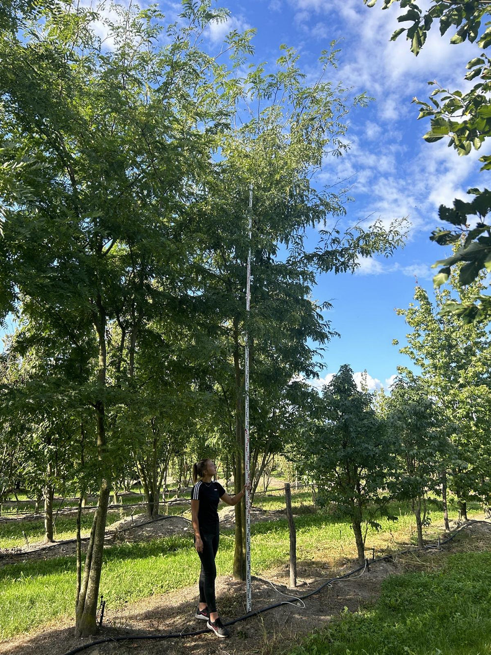 Gleditsia triacanthos f. inermis