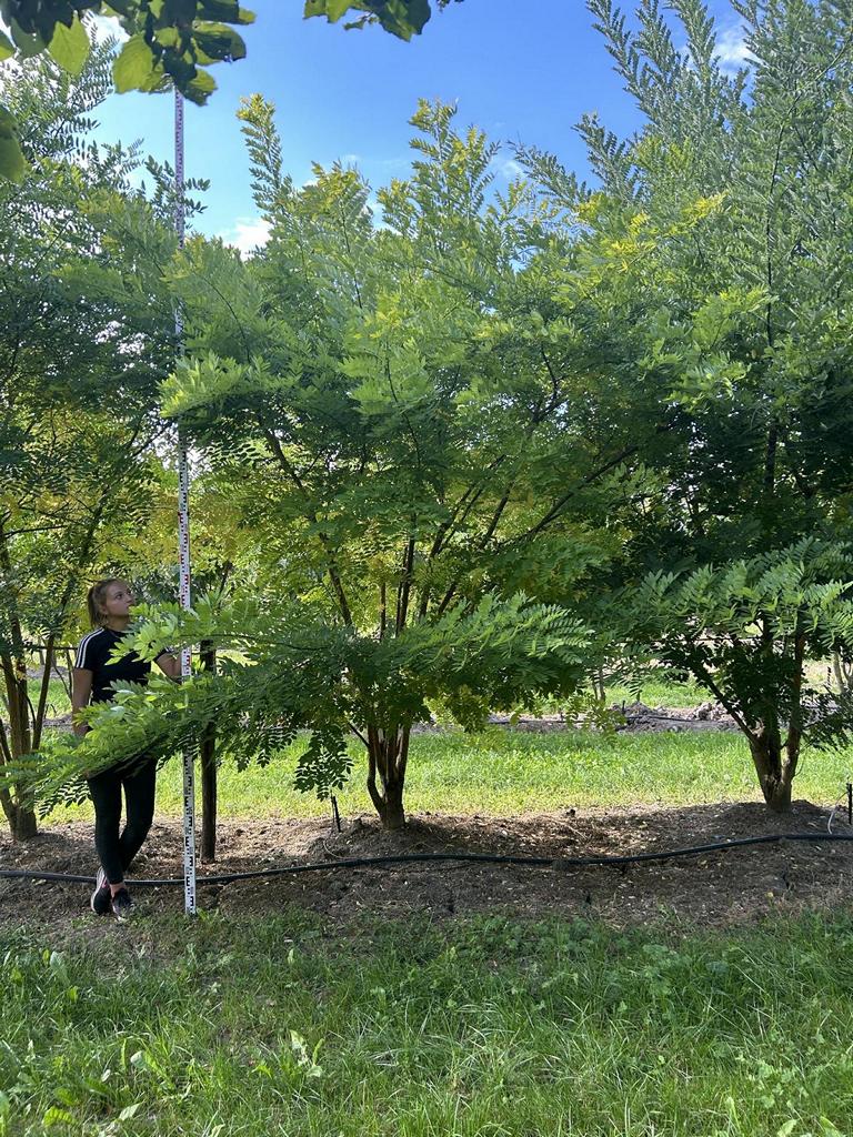 Styphnolobium japonicum