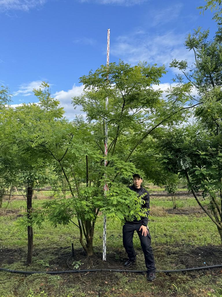 Styphnolobium japonicum