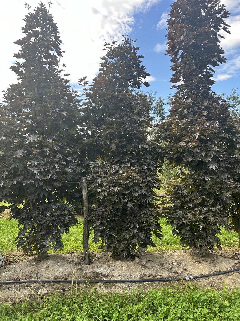 Acer platanoides 'Crimson Sentry'