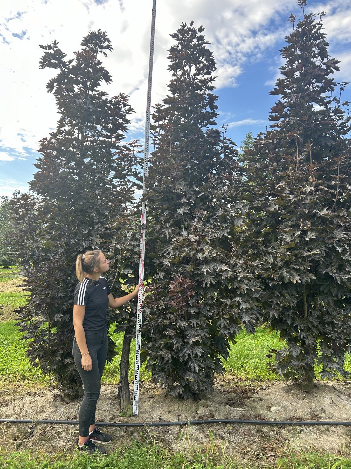 Acer platanoides 'Crimson Sentry'