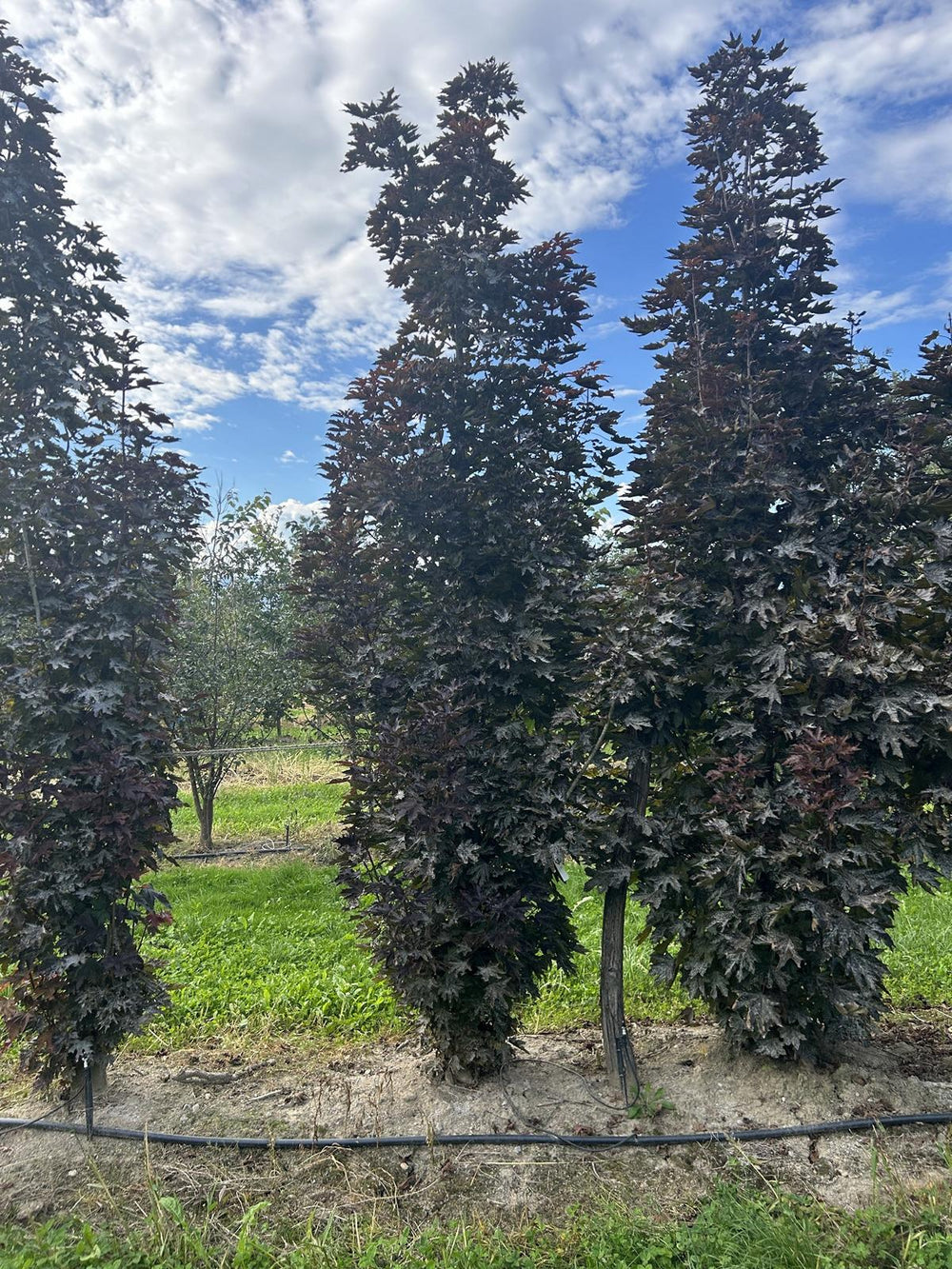 Acer platanoides 'Crimson Sentry'